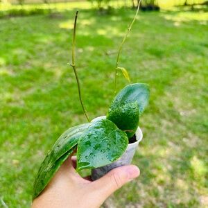 Hoya Aldrichii Starter Plant